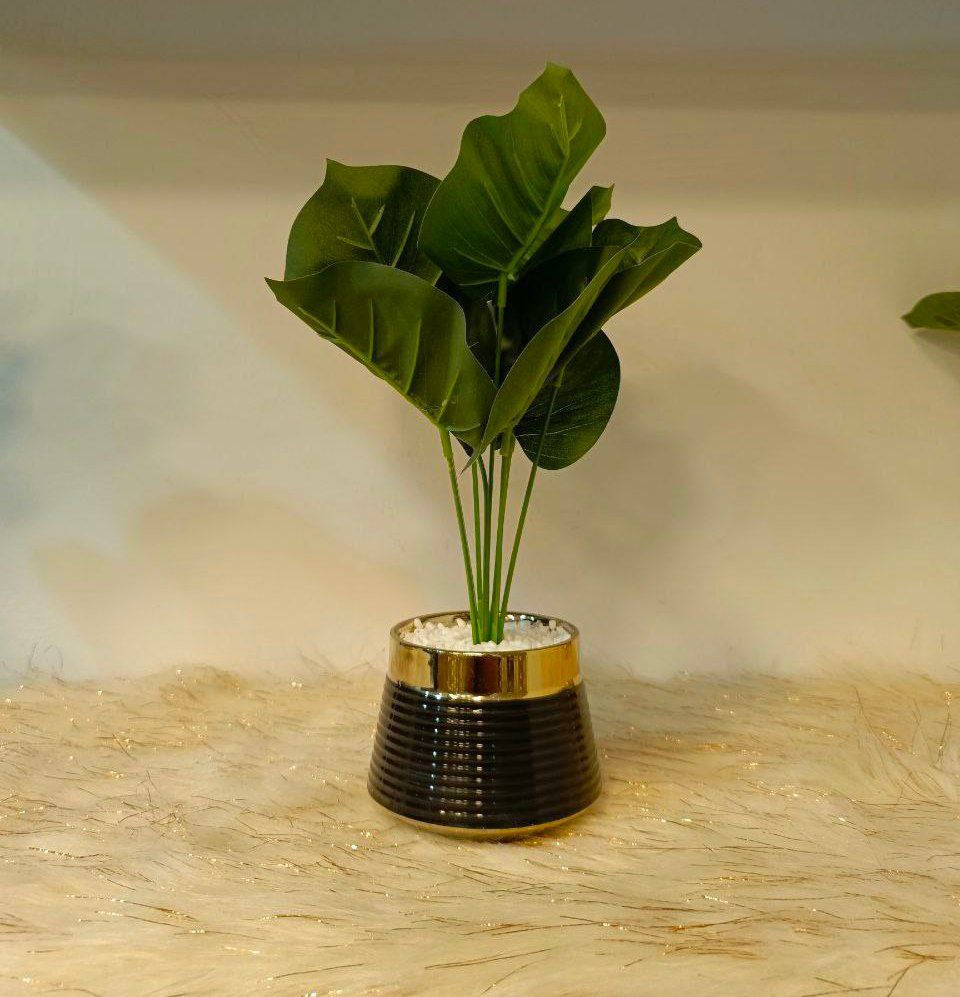 بوت زرع بورسلين